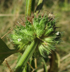 Leucas martinicensis