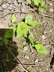 Persicaria virginiana