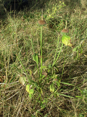 Leucas martinicensis