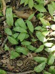 Erythronium
