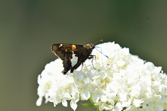 Epargyreus clarus clarus