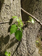 Toxicodendron radicans