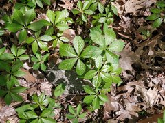 Parthenocissus