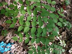 Aralia