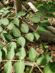 Aralia