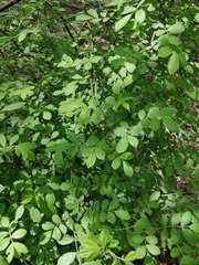 Magnoliopsida