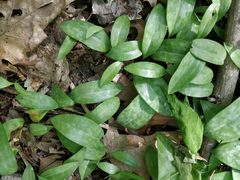 Erythronium americanum