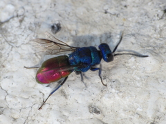 Chrysis cerastes