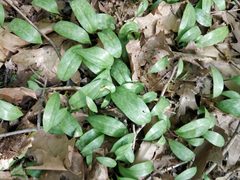 Erythronium americanum