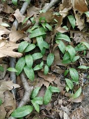 Erythronium americanum