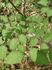 Aralia