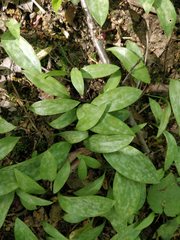 Erythronium americanum