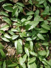 Erythronium americanum