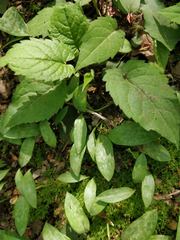 Magnoliopsida