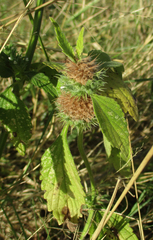 Leucas martinicensis