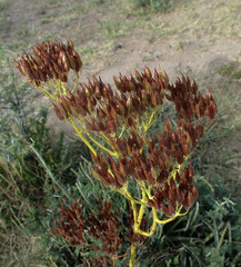 Kalanchoe brachyloba