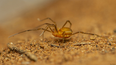 Metabiantes incertus