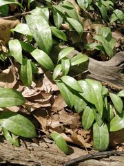 Erythronium americanum