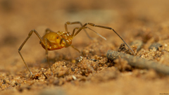 Metabiantes incertus