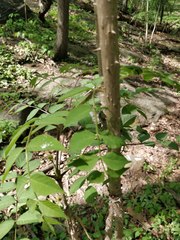 Magnoliopsida