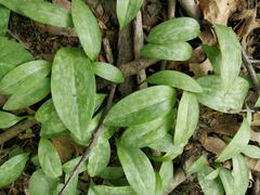 Erythronium