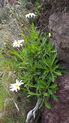 Argyranthemum pinnatifidum subsp. pinnatifidum image