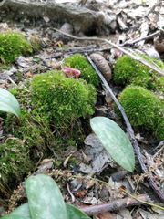Bryophyta