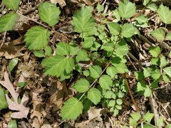 Aralia