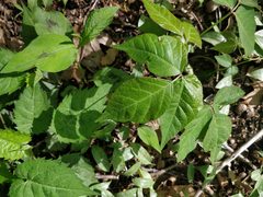 Toxicodendron