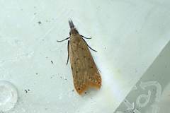 Dichomeris microsphena