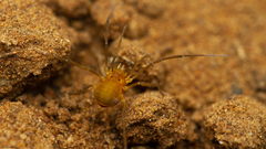 Metabiantes incertus