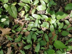 Erythronium