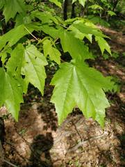 Acer rubrum