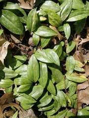 Erythronium
