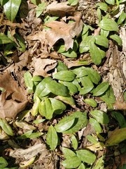Erythronium