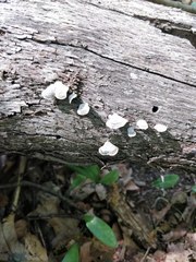 Fungi