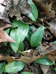 Erythronium