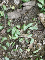 Erythronium americanum