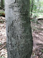 Magnoliopsida