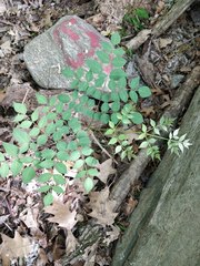 Aralia