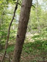 Magnoliopsida