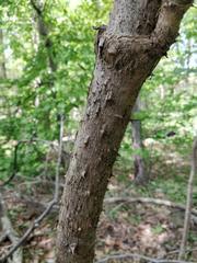Magnoliopsida
