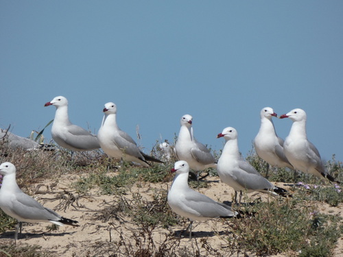 Audouin’s Gull｜奥杜安鸥 参考照片