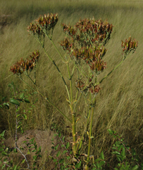 Kalanchoe brachyloba