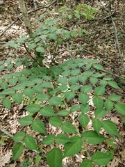 Aralia