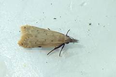 Dichomeris microsphena