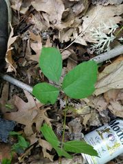 Toxicodendron