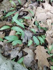 Erythronium
