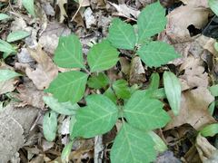 Toxicodendron