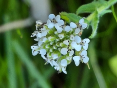 Lepidium heterophyllum